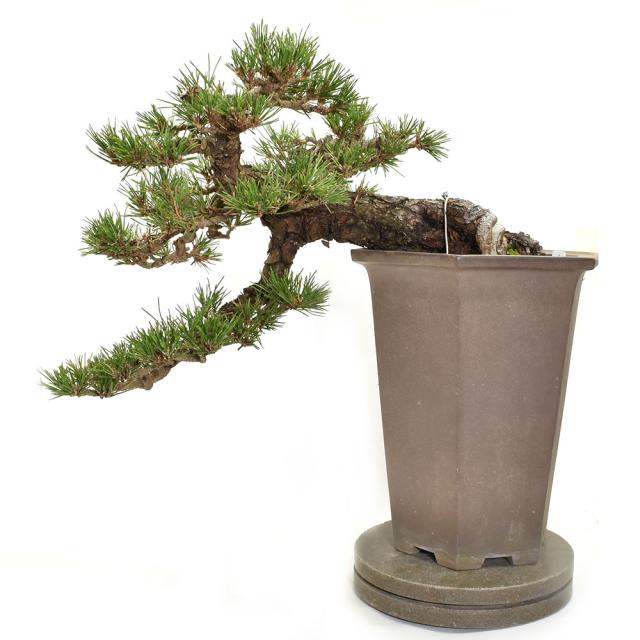 ロットナン 盆栽 Bonsai 販売の通販はau Pay マーケット 松慶盆栽園 商品