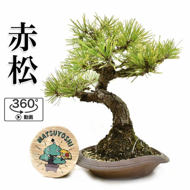 予約販売品 盆栽 ミニ盆栽 赤松 小品盆栽 Bonsai 販売 選べるサイズ展開 Www Medicinfo Ro