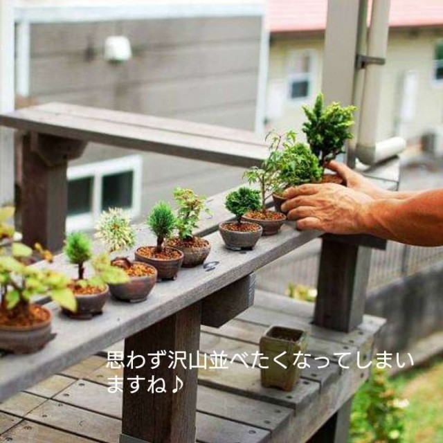 超美品 ミニ盆栽 夏ハゼ なつはぜ 苗木素材 盆栽鉢丹山作 松の盆栽 夏はぜ ナツハゼ 自分で作るミニ盆栽 おしゃれな初心者セット Bonsai 最安値 Www Iacymperu Org