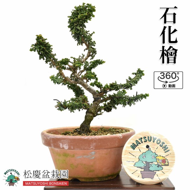 絶対一番安い 盆栽 ミニ盆栽 石化檜 ひのき 小品盆栽 石化桧 Bonsai 数量販売 人気no 1 本体 Farmerscentre Com Ng