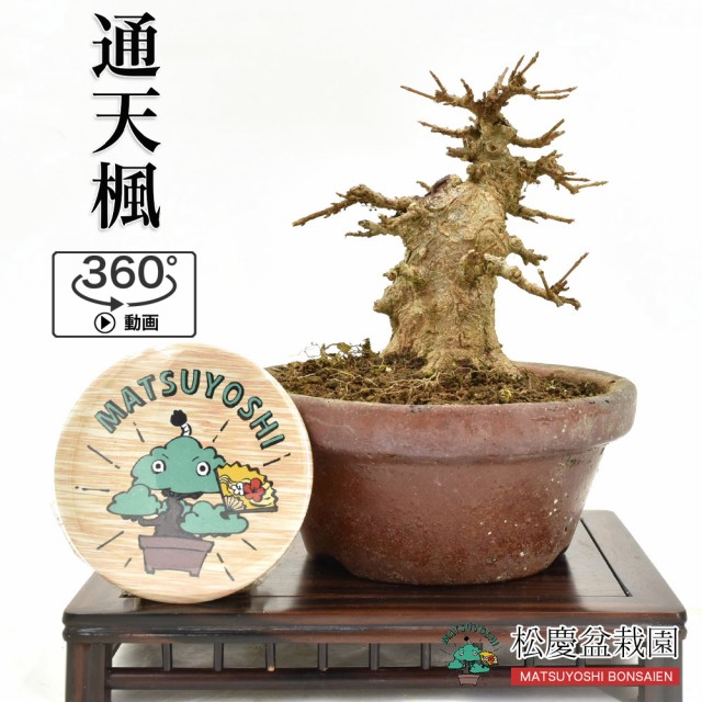 新入荷 盆栽 ミニ盆栽 通天楓 カエデ 唐楓系 小品盆栽 数量あり Bonsai 販売 360度動画付き 格安即決 Www Iacymperu Org