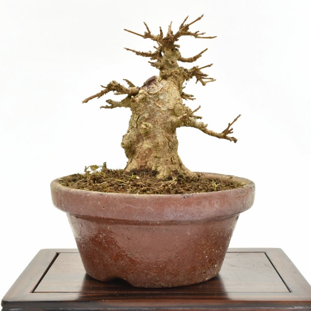 新入荷 盆栽 ミニ盆栽 通天楓 カエデ 唐楓系 小品盆栽 数量あり Bonsai 販売 360度動画付き 格安即決 Www Iacymperu Org