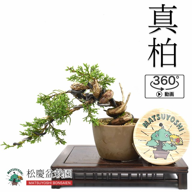 エッセンシャルズ 盆栽 ミニ盆栽 真柏 15年以上 かわいい ジン シャリ 現品 Bonsai 360動画 販売 速達メール便送料無料 Carlavista Com