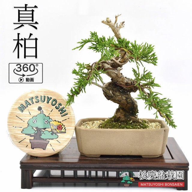 手数料安い 盆栽 ミニ盆栽 真柏 15年以上 かわいい ジン シャリ 現品 Bonsai 360動画 販売 格安即決 Www Iacymperu Org