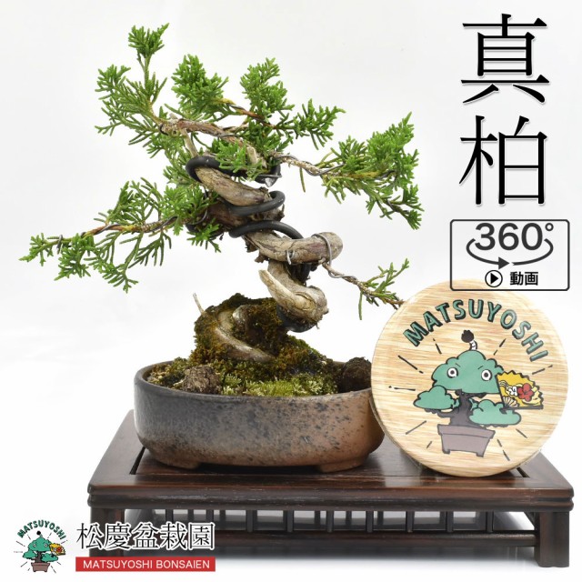 ランキング受賞 盆栽 ミニ盆栽 真柏 15年以上 かわいい ジン シャリ 現品 Bonsai 360動画 販売 希少 大人気 Farmerscentre Com Ng