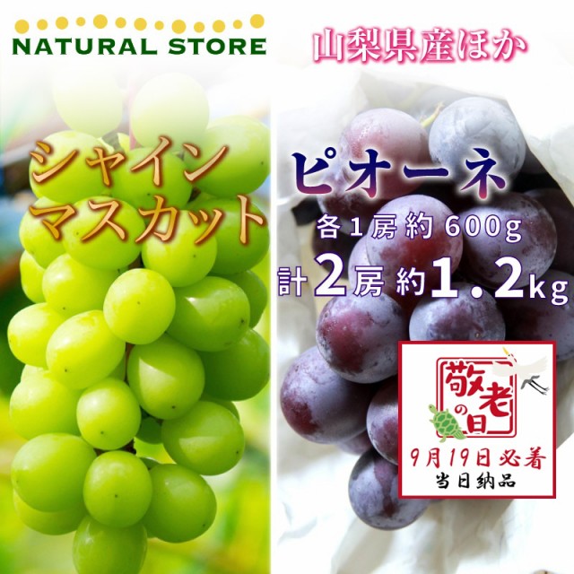 [予約 9月19日必着] シャインマスカット ピオーネ 各1房 約1.2kg 600g 山梨県産他 ぶどう 敬老の日 まだ間に合う