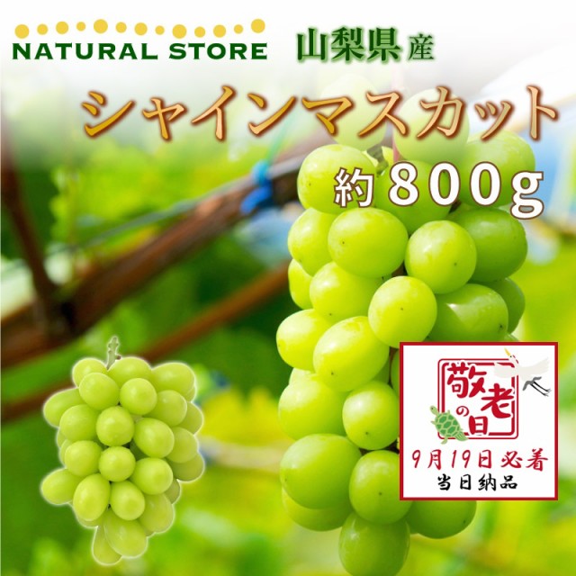 [予約 9月19日必着] シャインマスカット 1房 約800g 特大 山梨県産 ぶどう 敬老の日 まだ間に合う