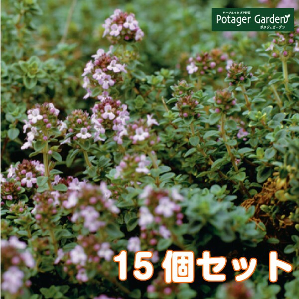短納期 早者勝ち ハーブ 苗 セット レモンタイム 15個 栽培キット 英語 効能 代用 種類 料理 育て方 使い方 選び方 ラベンダー 寄せ植え ハーブティ 種 目玉 送料無料 Simasenegal Cilss Int