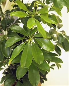 ください 寒さに比較的強い観葉植物です 葉が丸く丈夫なカポックは室内置きにも適しているので ご自宅はもちろん 贈答用としても大変喜ばれますの通販はau マーケット リコメン堂インテリ Pay ロットナン