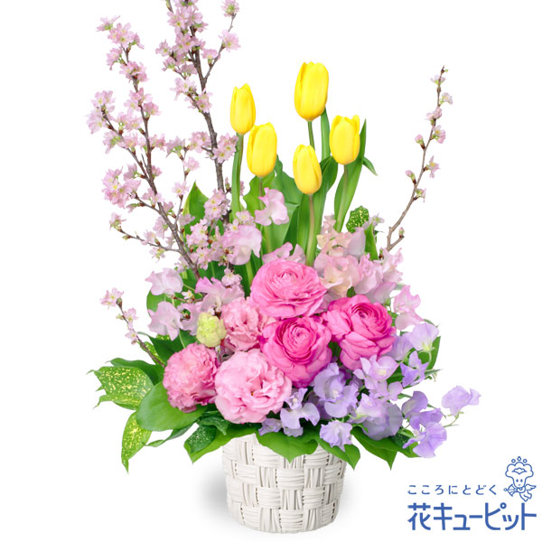 驚きの値段 15時迄の注文で翌日届可 2月の誕生花 チューリップ 誕生日 お祝い 記念日 プレゼント 家族 友人 彼氏彼女 夫妻 祖父祖母 花 キュ 24時間限定 驚きの値段 15時迄の注文で翌日届可 2月の誕生花 チューリップ 誕生日 お祝い 記念日 プレゼント 家族 友人 彼氏彼女 夫妻 祖父祖母 花 キュ 24時間限定