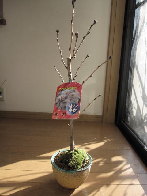 無料ダウンロードソメイヨシノ 鉢植え 最高の花の画像