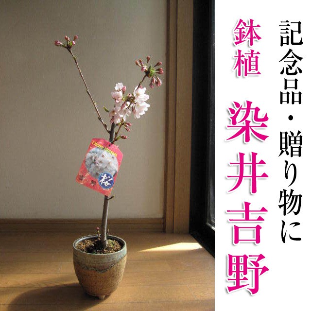 爆買い送料無料 21年4月に開花鉢植え 染井吉野 春開花予定の染井吉野桜です