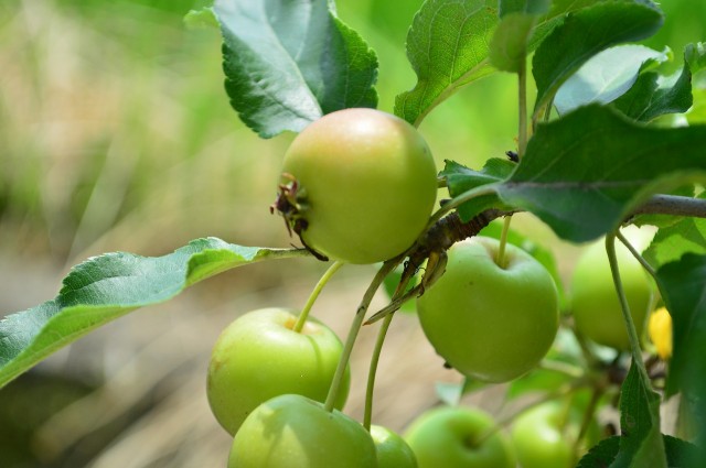 クライマックスセール再値下げ 贈り物にりんご鉢植え 長寿紅 プレゼントの贈り物に 花と実が楽しめる鉢植えリンゴ 実はついておりません 公式 Karanipoolservices Com