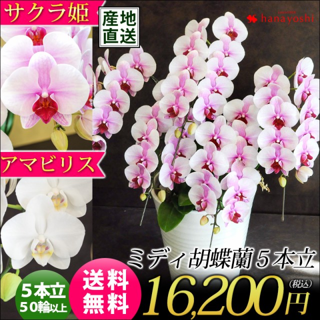 産地直送 送料無料 ミディ胡蝶蘭 サクラ姫 5本立 コチョウラン 洋蘭 洋ラン 開店祝い 開業祝い 開院祝い 周年祝い 記念 花 誕生日 プレゼの通販はau Pay マーケット フラワーマーケット花由 商品ロットナンバー 産地直送 送料無料 ミディ胡蝶蘭 サクラ姫 5本立 コチョウラン 洋蘭 洋ラン 開店祝い 開業祝い 開院祝い 周年祝い 記念 花 誕生日 プレゼの通販はau Pay マーケット フラワーマーケット花由 商品ロットナンバー