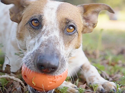 海外輸入 クーポン配布中 West Paw Zogoflex ゾゴフレックス エコー ランダ L メロン オレンジ 3個 まとめ買い ボール 犬用おもちゃ 送料無料 即納最大半額 Olsonesq Com