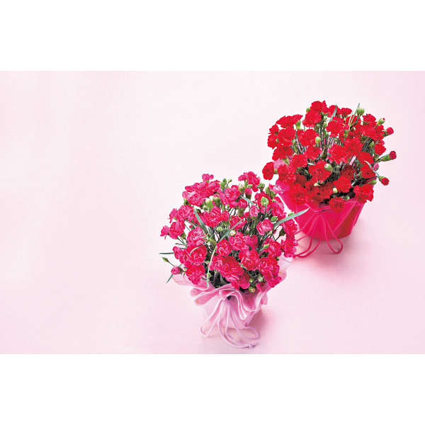 母の日 ギフト 花 植物 グリーン 花束 カーネーション鉢植え (赤)/ 花・観葉植物・盆栽