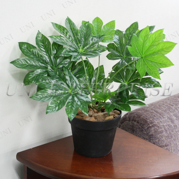 �l�H�ϗt�A�� �~�j���c�f 45cm