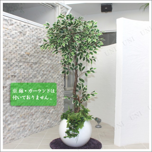 175cmホワイトフィカス 光触媒(人工観葉植物)