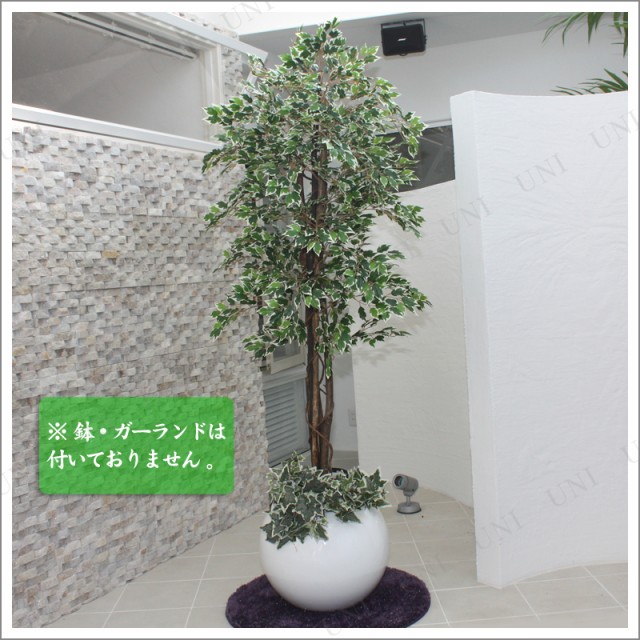 180cmホワイトフィカス 光触媒(人工観葉植物)