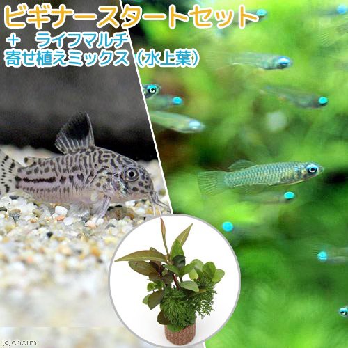 熱帯魚 水草 ビギナースタートセット アフリカン ランプアイ １０匹 コリドラス トリリネアータス １匹 北海道 九州航の通販はau Pay マーケット チャーム 商品ロットナンバー