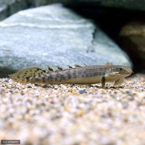 熱帯魚 ポリプテルス パルマス ポーリー ｓサイズ ブリード ３匹 北海道 九州 沖縄航空便要保温 沖縄別途送料の通販はau Wowma ワウマ チャーム 商品ロットナンバー