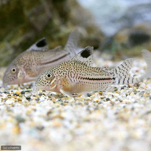 熱帯魚 コリドラス ジュリー コロンビア ワイルド ３匹 北海道 九州 沖縄航空便要保温の通販はau Wowma ワウマ チャーム 商品ロットナンバー