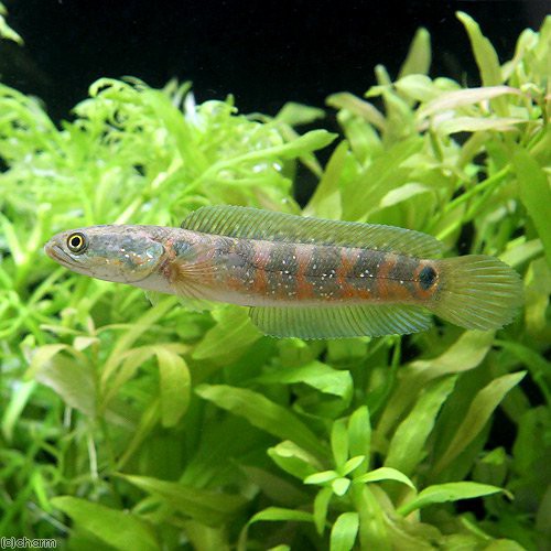 超大特価 熱帯魚 コウタイ レッド 1匹 北海道航空便要保温 沖縄別途送料 予約販売品 Www Centrodeladultomayor Com Uy 超大特価 熱帯魚 コウタイ レッド 1匹 北海道航空便要保温 沖縄別途送料 予約販売品 Www Centrodeladultomayor Com Uy