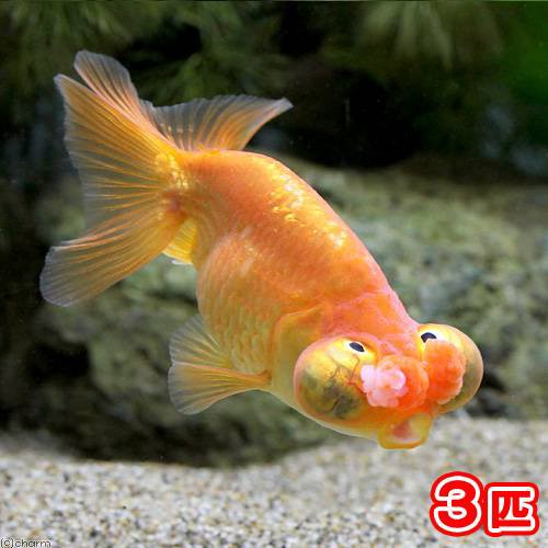 お待たせ 金魚 花房頂天眼 Pay 更紗 外国産 ３匹 金魚 花房頂天眼 沖縄別途送料 マーケット 北海道航空便要保温 リフォーム資材 建材マルシェ F64c4cf1 Acquamarao Com Br