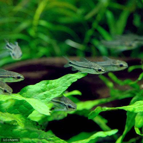 熱帯魚 コリドラス ピグミー ２０匹 北海道航空便要保温の通販はau Pay マーケット チャーム 商品ロットナンバー