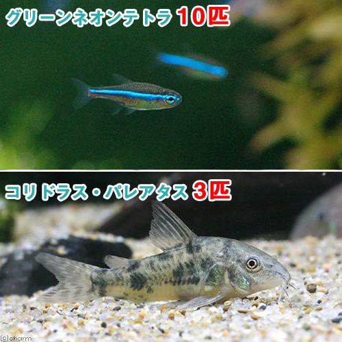 熱帯魚 グリーンネオンテトラ １０匹 コリドラス パレアタス ３匹 北海道 九州 沖縄航空便要保温の通販はau Wowma ワウマ チャーム 商品ロットナンバー