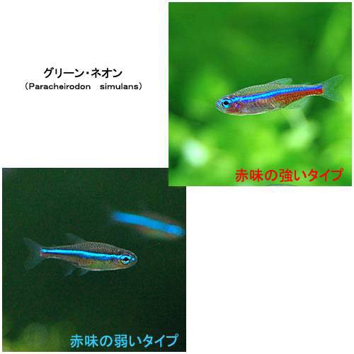 熱帯魚 グリーンネオンテトラ １０匹 コリドラス パレアタス ３匹 北海道 九州 沖縄航空便要保温の通販はau Wowma ワウマ チャーム 商品ロットナンバー