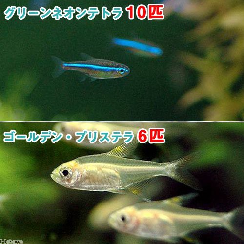 熱帯魚 グリーンネオンテトラ 10匹 ゴールデン プリステラ 6匹 北海道 九州航空便要保温