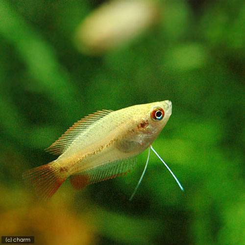 熱帯魚 ゴールデンハニーレッド ドワーフグラミー ３匹 ロージー テトラ ６匹 北海道 九州航空便要保温の通販はau Pay マーケット チャーム 商品ロットナンバー 243