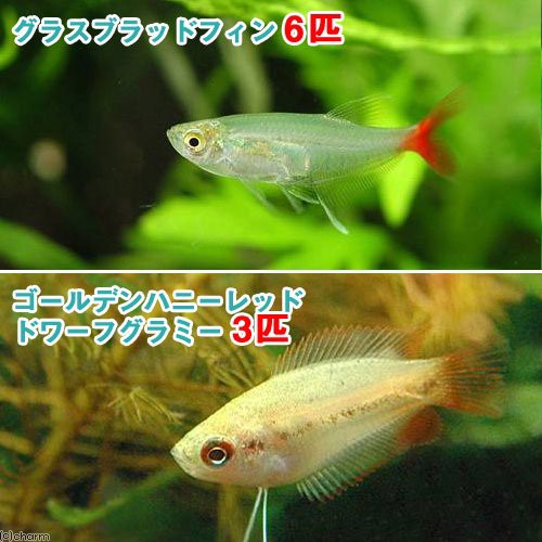 熱帯魚 ゴールデンハニーレッド ドワーフグラミー ３匹 グラスブラッドフィン ６匹 北海道航空便要保温の通販はau Pay マーケット チャーム 商品ロットナンバー 246