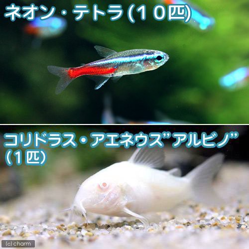 熱帯魚 ネオンテトラ １０匹 コリドラス アエネウスアルビノ １匹 北海道 九州 沖縄航空便要保温の通販はau Wowma ワウマ チャーム 商品ロットナンバー 248