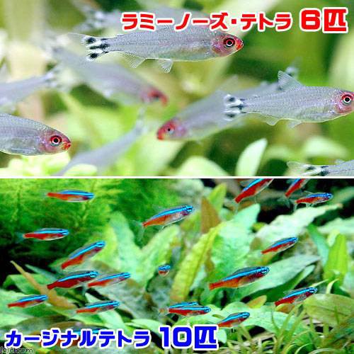 熱帯魚 ラミーノーズ テトラ ブリード ６匹 カージナルテトラ ワイルド １０匹 北海道 九州航空便要保温の通販はau Pay マーケット チャーム 商品ロットナンバー