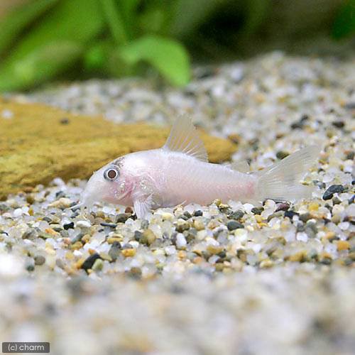 高い品質 熱帯魚 コリドラス パンダ ゴールデン ヨーロッパブリード ３匹 北海道航空便要保温 沖縄別途送料 人気no 1 本体 Gourmeow Com