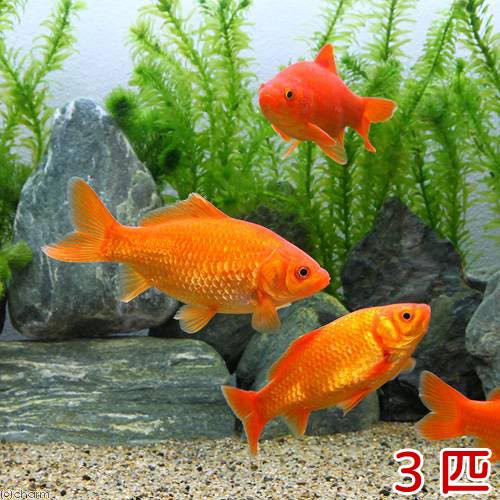 金魚 生餌 大姉 エサ用金魚 １５ ２０ｃｍ ３匹 エサ金 餌金の通販はau Pay マーケット チャーム 商品ロットナンバー