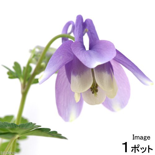 山野草 ミヤマオダマキ 深山苧環 3号 1ポット 休眠株 山野草 ミヤマオダマキ 深山苧環 3号 1ポット 休眠株