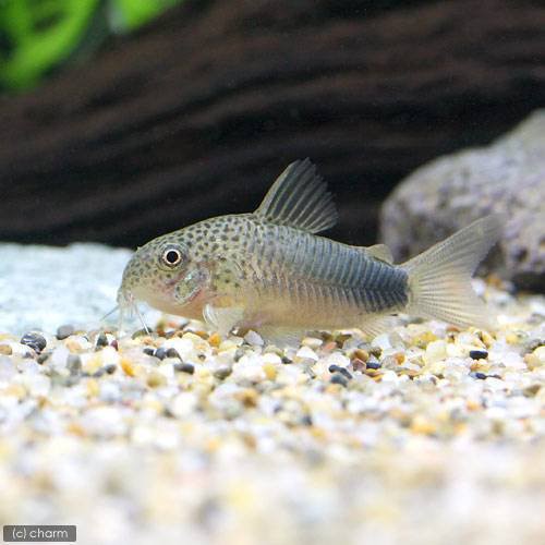 熱帯魚 コリドラス シミリス ブリード １匹 北海道航空便要保温の通販はau Pay マーケット チャーム 商品ロットナンバー