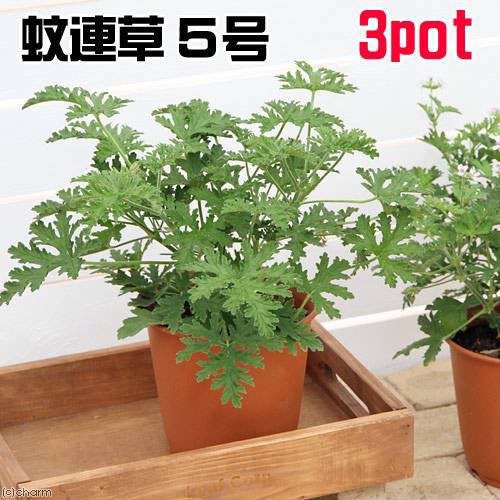 観葉植物 ハーブ カレンソウ 蚊連草 ５号 ３鉢 虫除け植物 沖縄別途送料の通販はau Pay マーケット チャーム 商品ロットナンバー