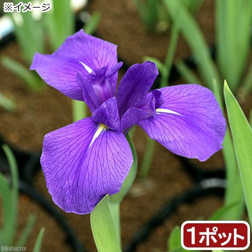 ビオトープ 水辺植物 カキツバタ 多摩川 １ポット 紫花の通販はau Pay マーケット チャーム 商品ロットナンバー