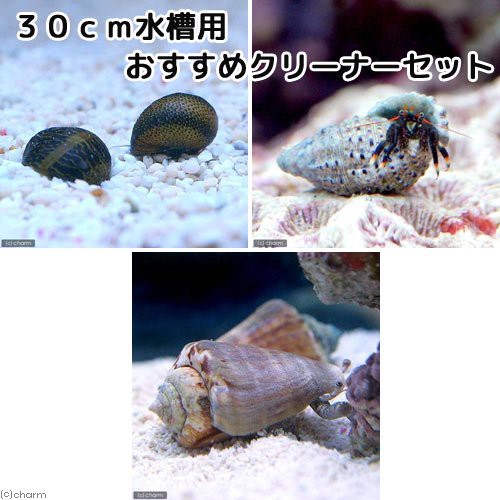 海水魚 貝 ヤドカリ ３０ｃｍ水槽用 おすすめクリーナーセット コケ 底砂の掃除 １セット 北海道航空便要保温の通販はau Pay マーケット チャーム 商品ロットナンバー