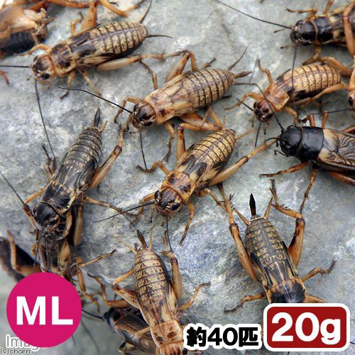 生餌 フタホシコオロギ ｍｌ ２０グラム 約４０匹 爬虫類 両生類 大型魚 餌 エサ 沖縄 離島不可 タイム便 航空便不可の通販はau Pay マーケット チャーム 商品ロットナンバー