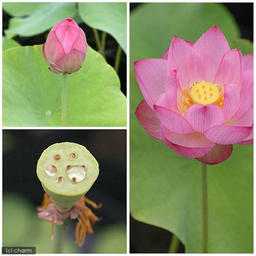 柔らかい ビオトープ めだか はじめてのハス栽培セット 大賀蓮 ライズ セサミグレー ヒメダカ 浮き草他 説明書付 本州四国限定 オープニング大放出セール Olsonesq Com