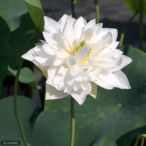 ビオトープ めだか はじめてのハス栽培セット 白芍薬蓮 ライズ セサミグレー ヒメダカ 浮き草他 説明書付 本州四国限定の通販はau Wowma ワウマ チャーム 商品ロットナンバー