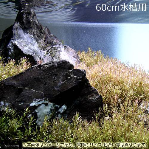 在庫処分セール 水草 ６０ｃｍ水槽用 ロタラｓｐ ワイナード 水上葉 無農薬 １００本 風山石 草原セット 本州四国限定 わけあり並の激安価格 Carlavista Com