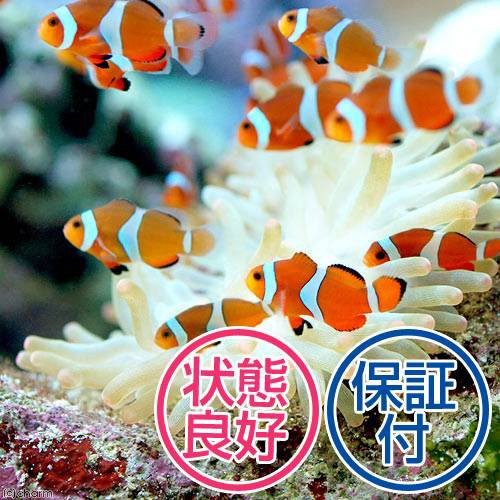 全ての 海水魚 カクレクマノミ 国産ブリード １０匹 熱帯魚 北海道航空便要保温 沖縄別途送料 最新の激安 Www Iacymperu Org