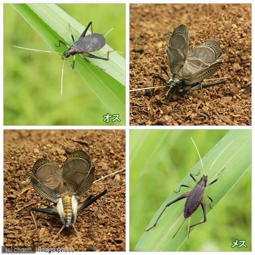 昆虫 スズムシ 鈴虫 成虫 ３ペア 沖縄 離島不可 タイム便 航空便不可の通販はau Pay マーケット チャーム 商品ロットナンバー