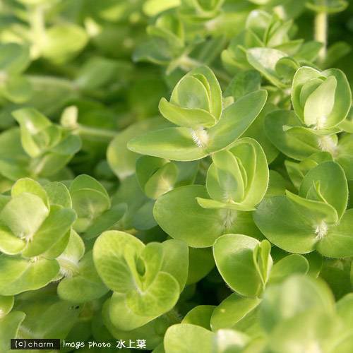 水草 イエローバコパ 水上葉 無農薬 １０本 北海道航空便要保温の通販はau Pay マーケット チャーム 商品ロットナンバー